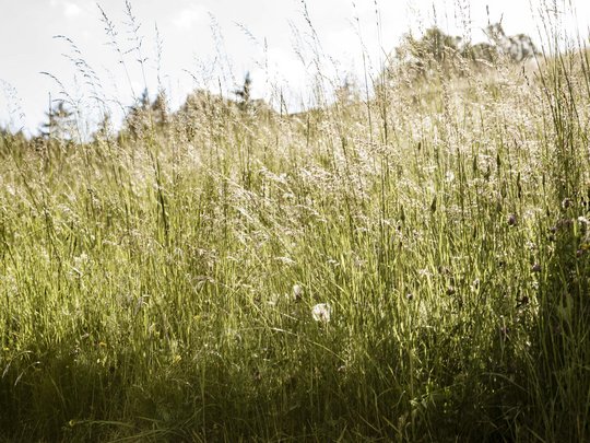 Your Plan de Corones/Kronplatz hotel on the slopes Sunlit green summer meadow with tall grass